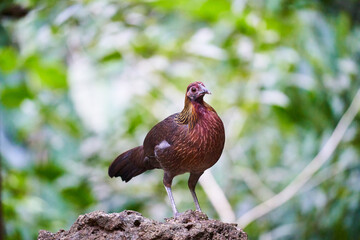 Wild birds living in the forest outdoors