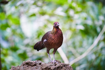 Wild birds living in the forest outdoors