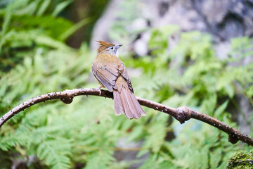 Wild birds living in the forest outdoors