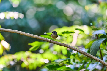 Wild birds living in the forest outdoors