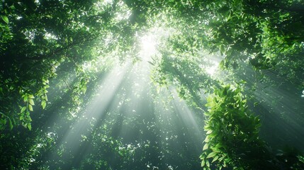 Fototapeta premium Sunlight penetrates the dense vegetation of the tropical rainforest canopy, creating a lush layer of green plants. Capturing the beauty and tranquility of nature in the pristine rainforest environment