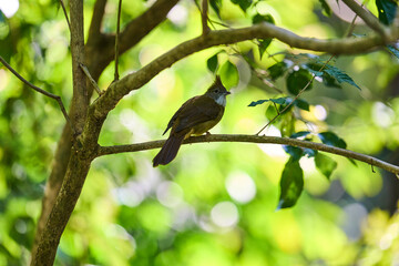Wild birds living in the forest outdoors