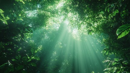 Obraz premium Sunlight penetrates the dense vegetation of the tropical rainforest canopy, creating a lush layer of green plants. Capturing the beauty and tranquility of nature in the pristine rainforest environment