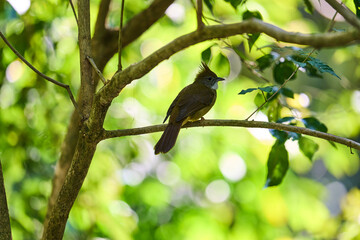 Wild birds living in the forest outdoors