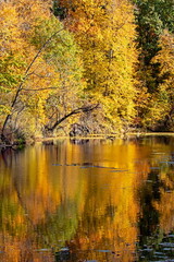 Fototapeta premium Autumn Colors