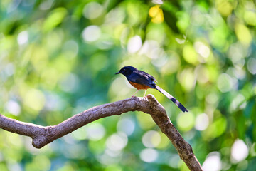 Wild birds living in the forest outdoors