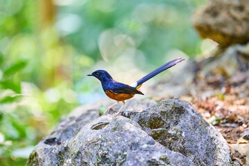 Wild birds living in the forest outdoors