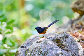 Wild birds living in the forest outdoors