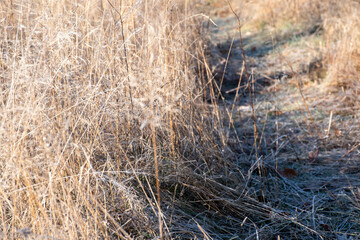 Trail through the woods 