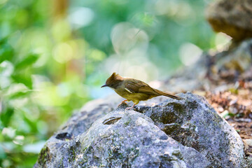 Wild birds living in the forest outdoors