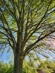 Big tree trunk  in spring 