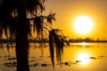 Tree at sunset