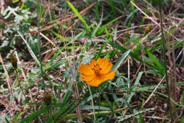 Photograph of some wild flowers in the spring forest of Zapopan, Jalisco, Mexico