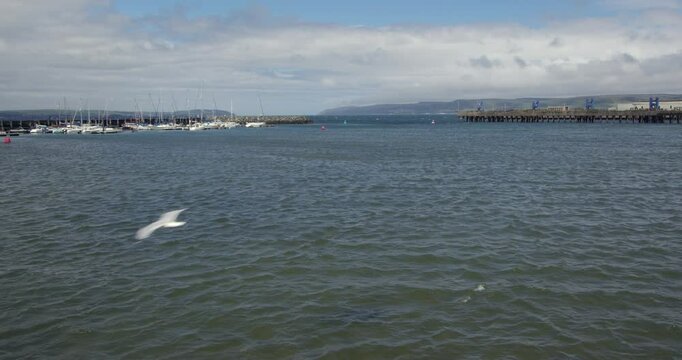 Wide shot of Stranraer Harbour and Marina and sea gull flying through frame, with loch ryan in background