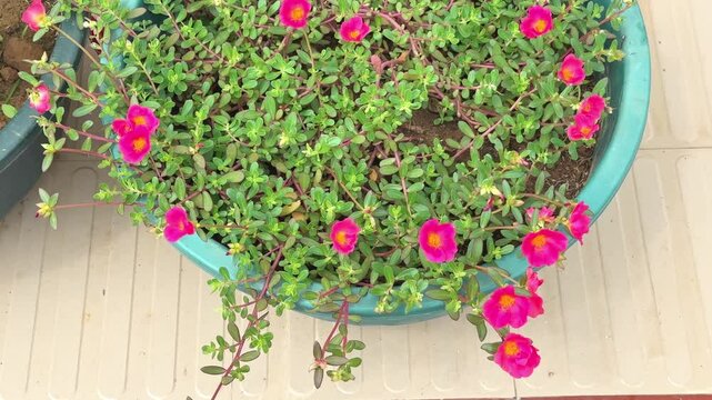 Top angle shot of Portulaca grandiflora or moss rose flower
