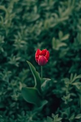 Obraz premium A blooming red tulip with a blurred green background, aerial photography. High definition, generative ai