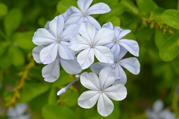 Cape leadwort (Plumbago auriculata) flowers. A tropical flowering tree of the Plumbaginaceae family native to South Africa. Pale sky blue flowers bloom from May to November.