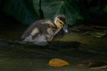 Side view of free roaming Mallard duckling Anas platyrhynchos scratching face close-up.