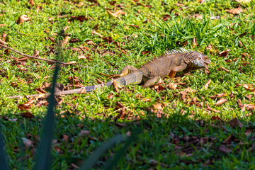 Iguana Eating