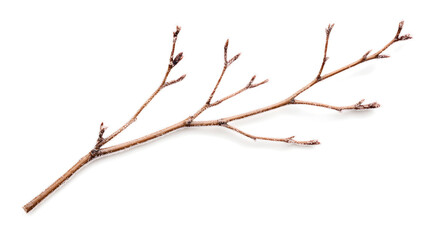 Fototapeta premium bare winter branch with frost crystals, showcasing beauty of nature in its dormant state. intricate details of frost highlight branchs delicate structure