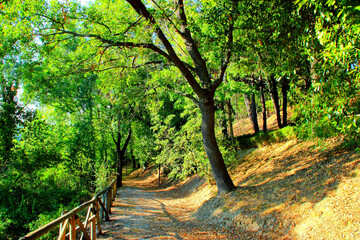 Luscious scene from Montecassiano with brilliant green foliage perfusing the picture and dark tree trunks scattered across the slopes tinted with brown and yellow colors while a path goes forward