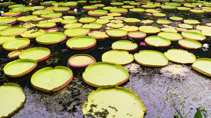 Victoria Amazonica (Giant waterlily) in pond, is largest of all waterlilies, with enormous leaves. Flowers start from white to attract pollinator. In clear water, grown as ornamental plant.