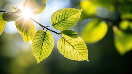 木の枝に太陽の光が当たる新鮮な春の緑のクローズアップ