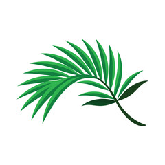 Tropical green coconut leaves isolated flat vector illustration white background.