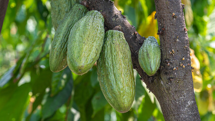 Green young cocoa pods on cocoa trees