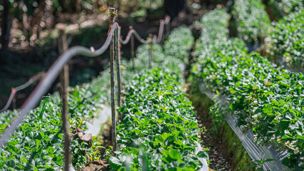 Strawberry fields are growing