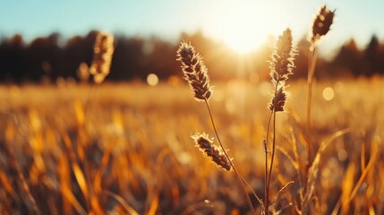 Fototapeta premium 春の繊細な美しさを引き立てる魅惑的なドライフラワーフレーム