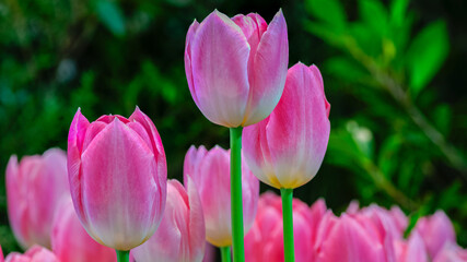 Obraz premium A group of pink tulips
