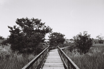 Fototapeta premium Boardwalk through the Marsh