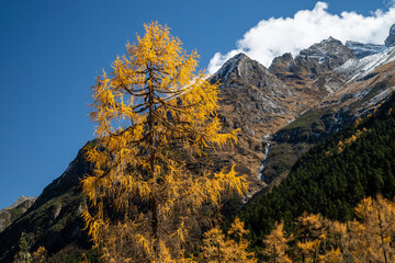 SiChuang province bipenggou's autumn in the forest