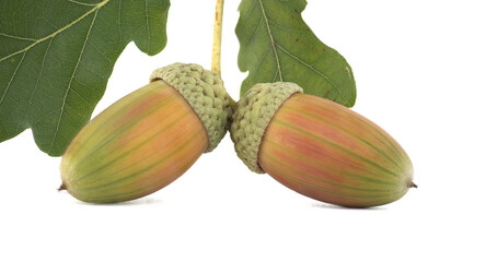 Fresh acorns with green oak leaves isolated on white background