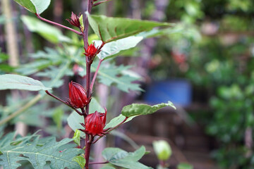 Rosella flowers begin to bloom in the garden               