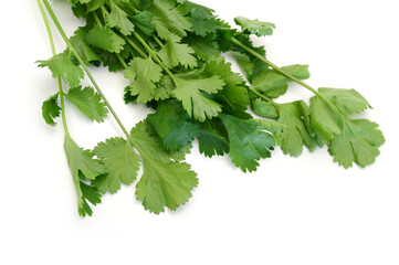 Coriander cilantro leaves isolated on white