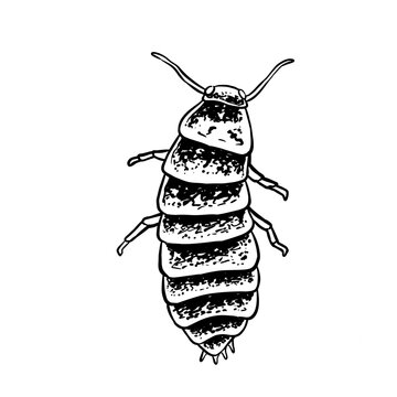 insects in old style antique hand drawn woodcut illustration