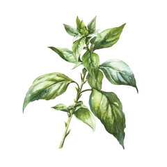 Basil watercolor clipart illustration isolated