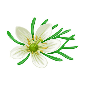 Illustration of Peganum harmala, commonly called wild rue, Syrian rue, African rue, esfand or espand, isolated on white background.
