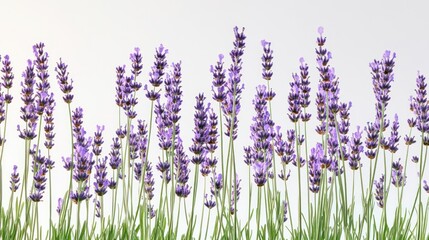 Naklejka premium A vibrant field of lavender flowers in full bloom, showcasing their beauty and tranquility.
