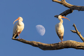 Two white ibises (Eudocimus albus) who are definitely *not* looking at the moon!  Haha. From Perico Preserve, Florida