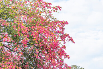 pink silk floss tree flower in garden