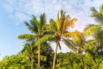 Fototapeta premium green palm leaf in sunlight with blue sky