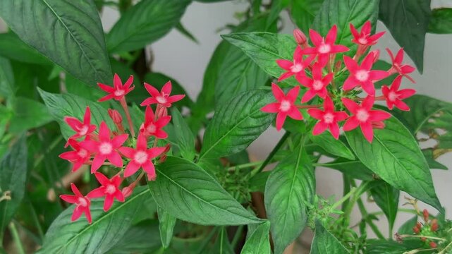 Closeup of Pentas lanceolata flower sways gently in the wind
