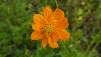 orange flower on grass
