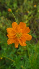 orange flower on grass