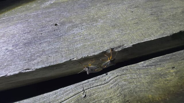 Forest bug or red-legged shieldbug (Pentatoma rufipes) couple mating between the cracks of an old robust table at night. Estonia.