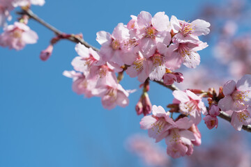 晴天の日の越の加茂桜