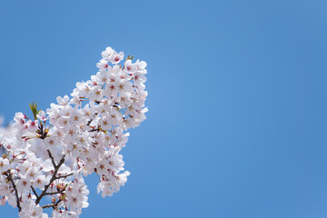 青い空と満開のソメイヨシノ
